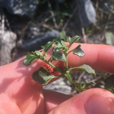 Einadia hastata (Berry Saltbush) at Acton, ACT - 6 Apr 2021 by NedJohnston