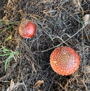 Amanita muscaria at Murrumbateman, NSW - 6 Apr 2021