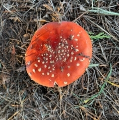 Amanita muscaria at Murrumbateman, NSW - 6 Apr 2021