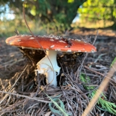 Amanita muscaria at Murrumbateman, NSW - 6 Apr 2021