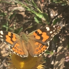 Vanessa kershawi (Australian Painted Lady) at Downer, ACT - 6 Apr 2021 by NedJohnston