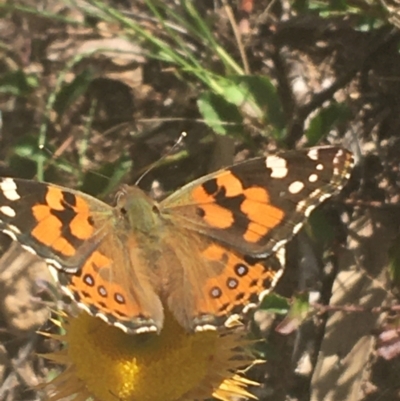 Vanessa kershawi (Australian Painted Lady) at Black Mountain - 6 Apr 2021 by Ned_Johnston