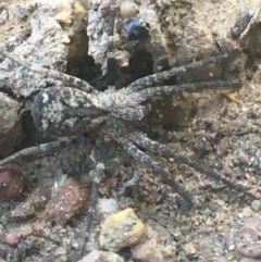 Unidentified Water spider (Pisauridae) at Black Mountain - 6 Apr 2021 by NedJohnston