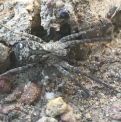 Unidentified Other hunting spider at Downer, ACT - 6 Apr 2021 by Ned_Johnston