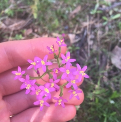 Centaurium erythraea (Common Centaury) at Black Mountain - 6 Apr 2021 by Ned_Johnston