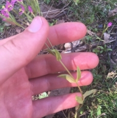 Centaurium erythraea at Downer, ACT - 6 Apr 2021 02:35 PM