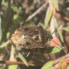 Cermatulus nasalis (Predatory shield bug, Glossy shield bug) at Black Mountain - 6 Apr 2021 by Ned_Johnston