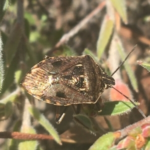 Cermatulus nasalis at Downer, ACT - 6 Apr 2021 02:29 PM