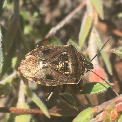 Cermatulus nasalis (Predatory shield bug, Glossy shield bug) at Black Mountain - 6 Apr 2021 by Ned_Johnston