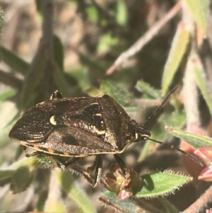 Cermatulus nasalis at Downer, ACT - 6 Apr 2021 02:29 PM