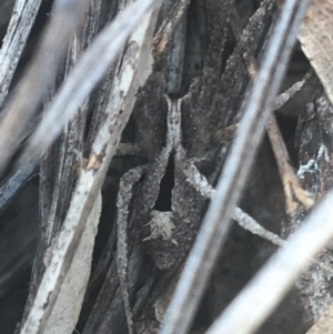 Argoctenus sp. (genus) at Downer, ACT - 6 Apr 2021