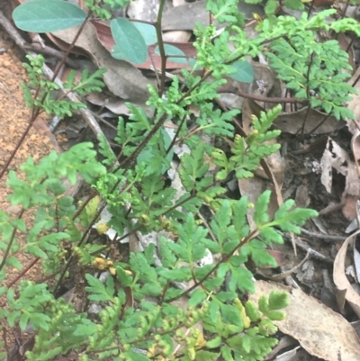 Cheilanthes sieberi (Rock Fern) at Black Mountain - 6 Apr 2021 by Ned_Johnston