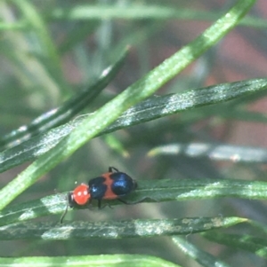 Dicranolaius bellulus at Downer, ACT - 6 Apr 2021