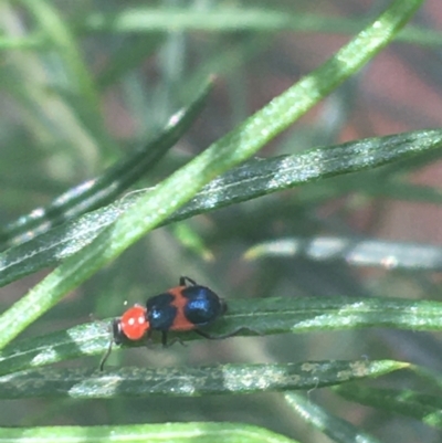 Dicranolaius bellulus (Red and Blue Pollen Beetle) at Downer, ACT - 6 Apr 2021 by Ned_Johnston