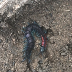 Scolopendra laeta (Giant Centipede) at Downer, ACT - 6 Apr 2021 by Ned_Johnston