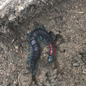 Scolopendra laeta at Downer, ACT - 6 Apr 2021 01:30 PM