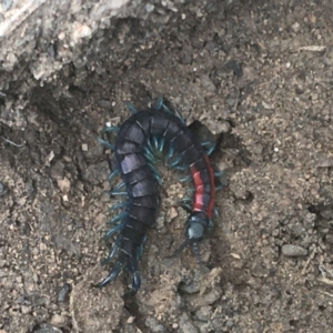 Scolopendra laeta at Downer, ACT - 6 Apr 2021