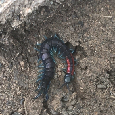 Scolopendra laeta (Giant Centipede) at Downer, ACT - 6 Apr 2021 by NedJohnston