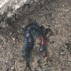 Scolopendra laeta (Giant Centipede) at Black Mountain - 6 Apr 2021 by Ned_Johnston