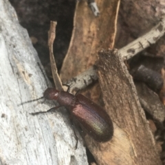 Lagriini sp. (tribe) (Unidentified lagriine darkling beetle) at Downer, ACT - 6 Apr 2021 by NedJohnston