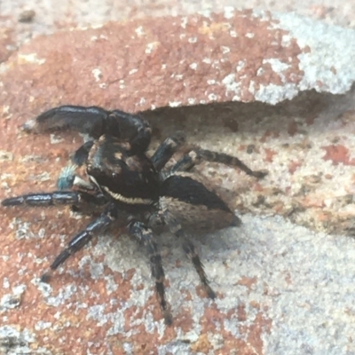 Jotus auripes (Jumping spider) at Downer, ACT - 6 Apr 2021 by NedJohnston