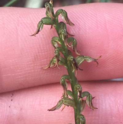 Corunastylis clivicola (Rufous midge orchid) at Black Mountain - 6 Apr 2021 by Ned_Johnston