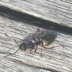 Dolichoderus scabridus (Dolly ant) at Downer, ACT - 6 Apr 2021 by NedJohnston