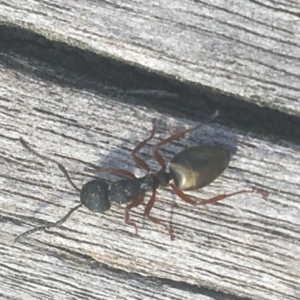 Dolichoderus scabridus at Downer, ACT - 6 Apr 2021 01:05 PM