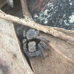 Maratus vespertilio (Bat-like peacock spider) at Downer, ACT - 6 Apr 2021 by Ned_Johnston