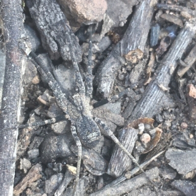 Ornodolomedes sp. (genus) at Black Mountain - 6 Apr 2021 by NedJohnston