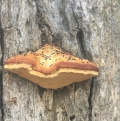 zz Polypore (shelf/hoof-like) at Downer, ACT - 6 Apr 2021 by NedJohnston