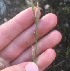 Speculantha rubescens (Blushing Tiny Greenhood) at Black Mountain - 6 Apr 2021 by Ned_Johnston