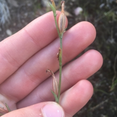 Speculantha rubescens (Blushing Tiny Greenhood) at Downer, ACT - 6 Apr 2021 by NedJohnston