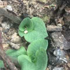 Speculantha rubescens at Downer, ACT - suppressed