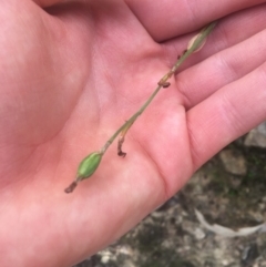 Speculantha rubescens at Downer, ACT - suppressed