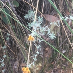 Chrysocephalum apiculatum (Common Everlasting) at Black Mountain - 6 Apr 2021 by Ned_Johnston