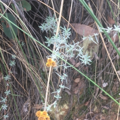 Chrysocephalum apiculatum (Common Everlasting) at Black Mountain - 6 Apr 2021 by Ned_Johnston