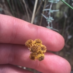 Chrysocephalum apiculatum at Downer, ACT - 6 Apr 2021 12:31 PM