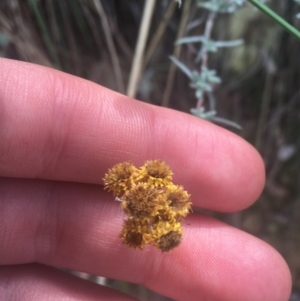 Chrysocephalum apiculatum at Downer, ACT - 6 Apr 2021