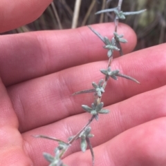 Chrysocephalum apiculatum at Downer, ACT - 6 Apr 2021