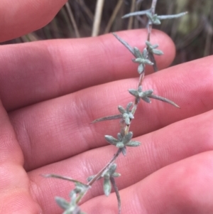 Chrysocephalum apiculatum at Downer, ACT - 6 Apr 2021