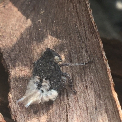 Fulgoroidea sp. (superfamily) (Unidentified fulgoroid planthopper) at Downer, ACT - 6 Apr 2021 by Ned_Johnston