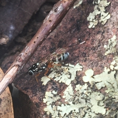 Glabridorsum stokesii (A parasitic wasp) at Acton, ACT - 6 Apr 2021 by Ned_Johnston