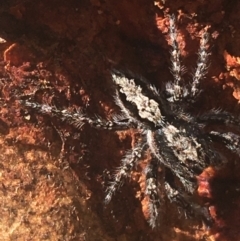 Clynotis severus (Stern Jumping Spider) at Black Mountain - 6 Apr 2021 by Ned_Johnston