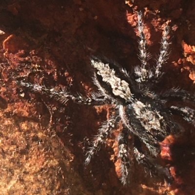 Clynotis severus (Stern Jumping Spider) at Black Mountain - 6 Apr 2021 by Ned_Johnston