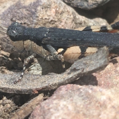 Pycnostictus sp. 1 (Confusing bandwing) at Black Mountain - 6 Apr 2021 by Ned_Johnston