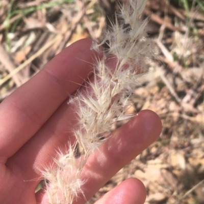 Rytidosperma sp. (Wallaby Grass) at Acton, ACT - 6 Apr 2021 by NedJohnston