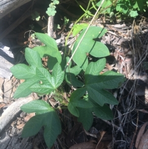 Passiflora cinnabarina at Acton, ACT - 6 Apr 2021 11:15 AM