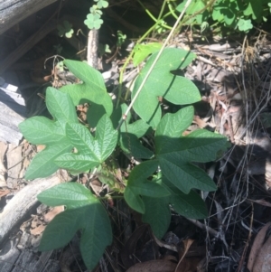 Passiflora cinnabarina at Acton, ACT - 6 Apr 2021
