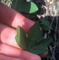 Passiflora cinnabarina at Acton, ACT - 6 Apr 2021 11:15 AM